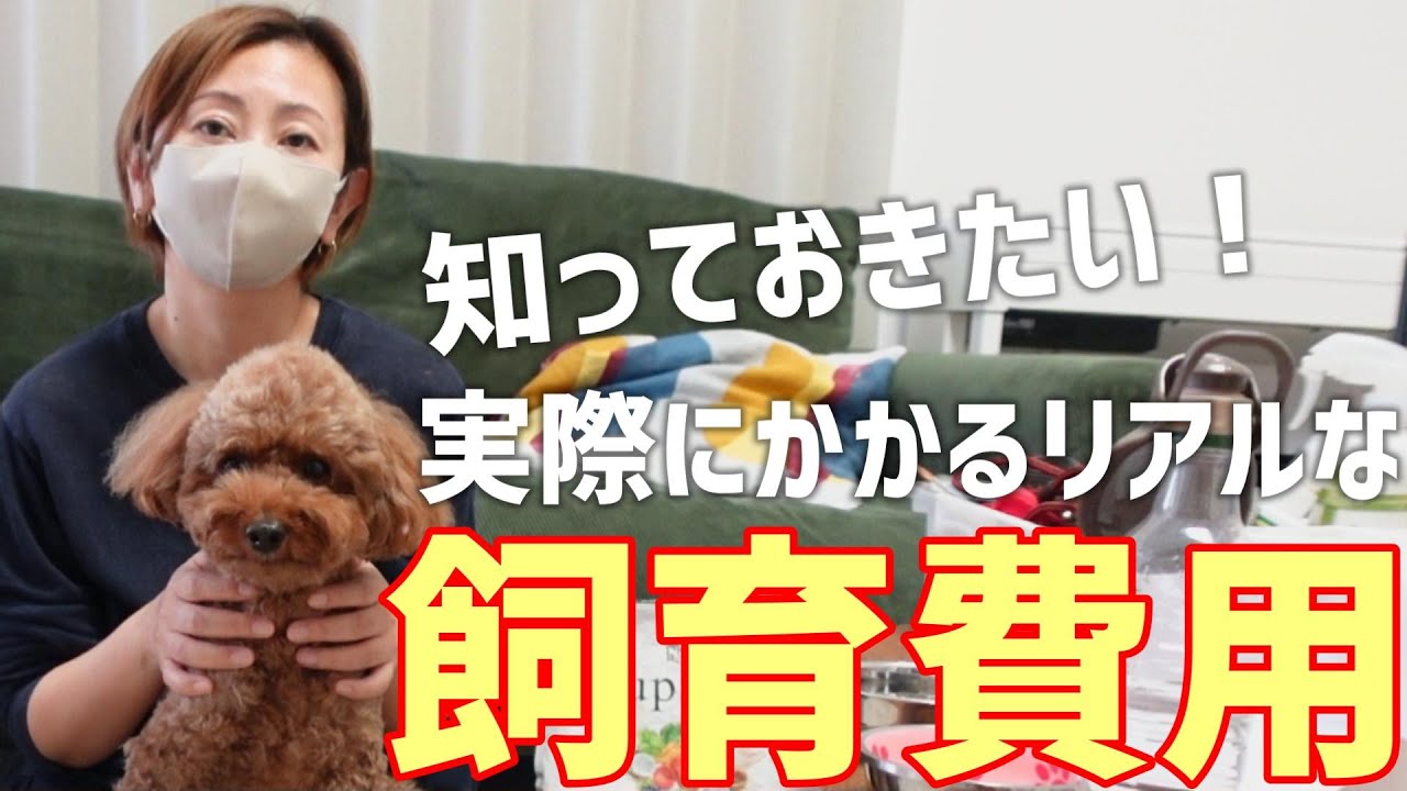 【徹底解説】犬の1年間の飼育費用をリアルに大公開！トイプードルを飼うのに必要なお金全部分かります