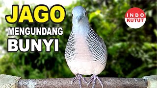 Download lagu Perkutut Lokal Gacor suara besar di alam liar manjur buat masteran mp3 Download lagu Perkutut Lokal Gacor suara besar di alam liar manjur buat masteran mp3