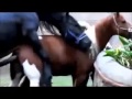 Black Stallion Popping U Horse Mating Horse Breeding YouTube