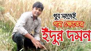 গমের জমিতে ইঁদুর দমন