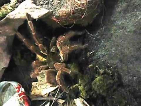 movimentaçao de theraphosa blondi macho