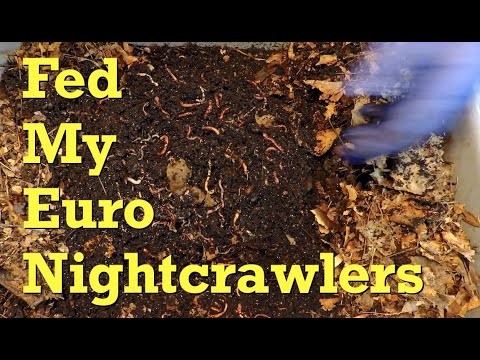 12th & 14th feeding for the 113- & 120-day European nightcrawler bins - worm farm vermicompost