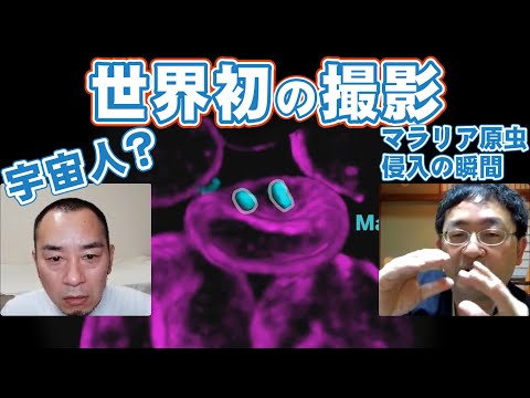 マラリア原虫について詳しく解説