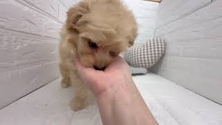 ハーフ犬の動画01