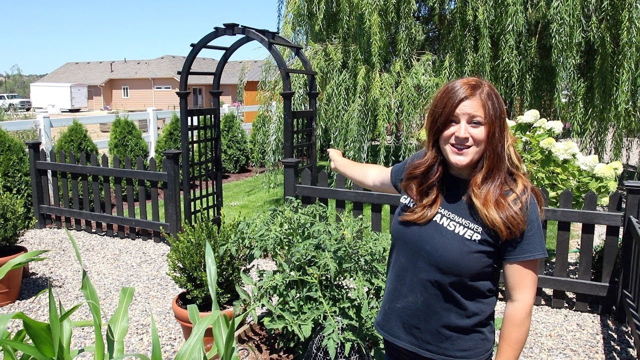 Watch video New Arbors + Climbing Roses 🌸 // Garden Answer Now New Arbors + Climbing Roses 🌸 // Garden Answer