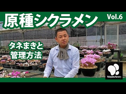 シクラメン・ヘデリフォリウムについて詳しく解説