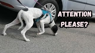 Why Your Dog's Ignoring You Outside & How to Fix It - NO CORRECTIONS