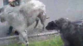 preview picture of video 'Alva Deerhounds 2007'