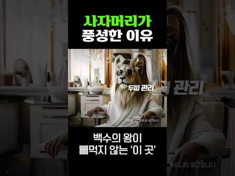 사자 같은 풍성모 되는 법 ????