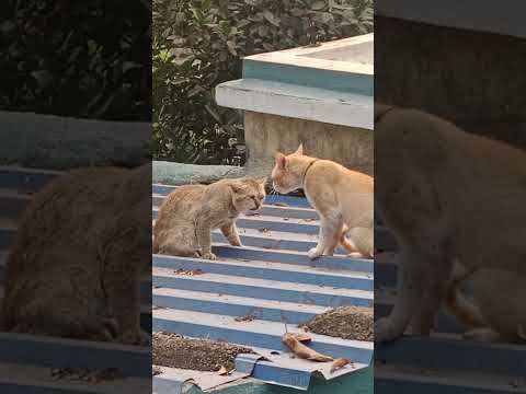 cat fight dekho kitna gussa, Animal life do billi ka jhagra😺🙀👀#youtubevideoviral