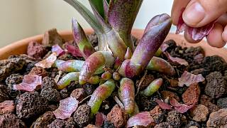 A treasure for orchids! Roots grow like crazy and flowers bloom year round!