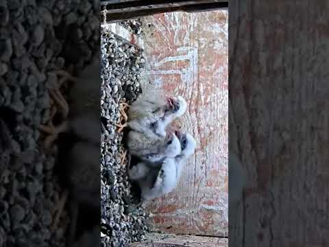 American kestrel chick swallows a live snake whole