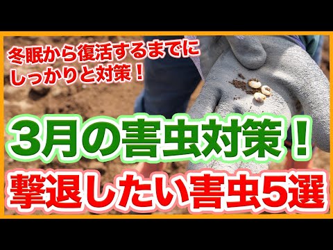 冬を越す前にキョウチクトウを害虫から治療する必要がありますか?  庭園