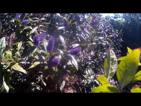 Bees on Hebe Sapphire.