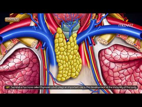 Gross anatomy of Thymus - Location and Relations