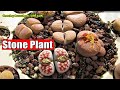 How to GROW and CARE for LITHOPS | Growing Succulents with LizK