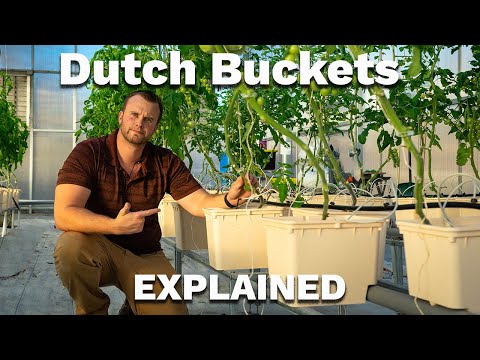 Everything you need to know about DUTCH BUCKET HYDROPONICS!