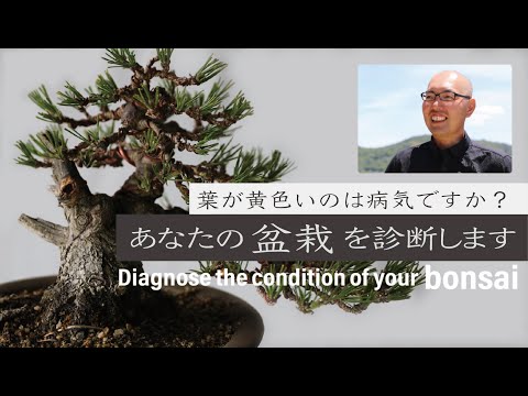 キョウチクトウの葉が黄色くなるのはなぜですか?問題を解決するために問題を診断するにはどうすればよいでしょうか?  庭園
