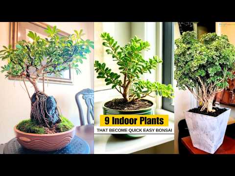 9 Indoor Plants that Become Quick Easy Bonsai