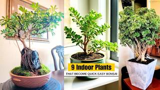 Download lagu 9 Indoor Plants that Become Quick Easy Bonsai mp3 Download lagu 9 Indoor Plants that Become Quick Easy Bonsai mp3