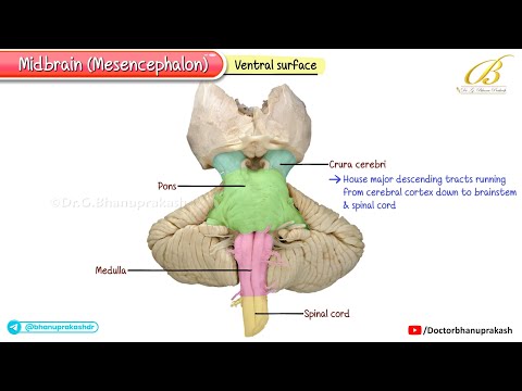 MidBrain Anatomy Explained with Real Cadaveric Views / USMLE