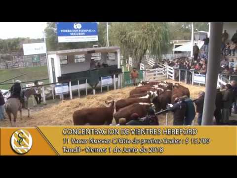 01-06-18 Concentración de Vientres Hereford Generales - Expo Otoño 2018 - Tandil.