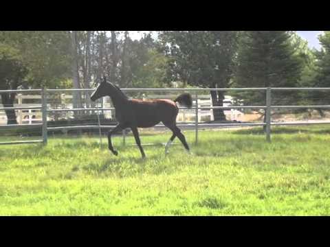 PA Gazsi's Essence 2013