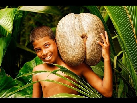 Coco de mer - The Forbidden Fruit - Around The World