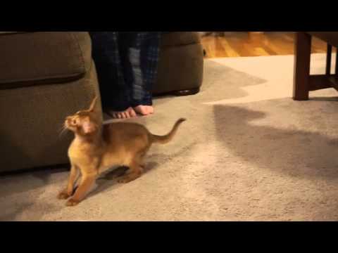 Tut Uncommon Monteith - Our New Family Member