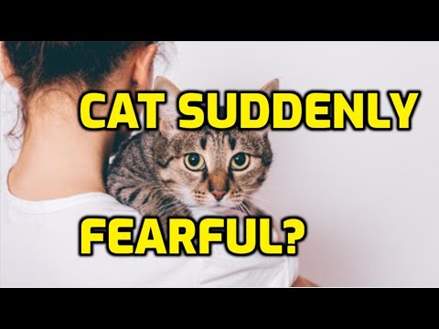 Why Is My Cat Suddenly Scared Of Everything?