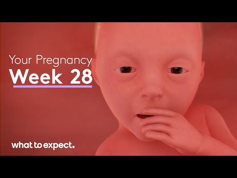 Mother-Baby developments this week (Week 28)