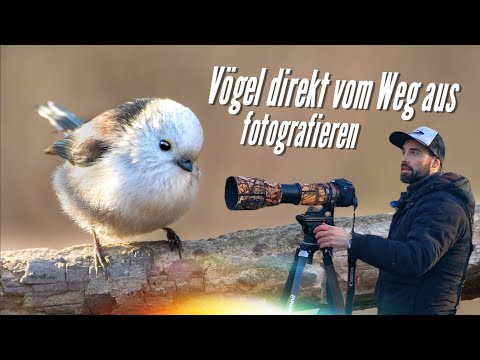 Vogelfotografie: Vögel direkt vom Weg aus fotografieren