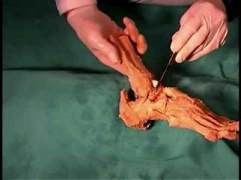 Articulatiile piciorului anatomie