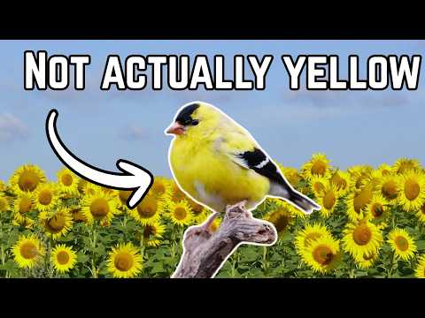 Worldwide Birder Classroom and Worldwide Birder