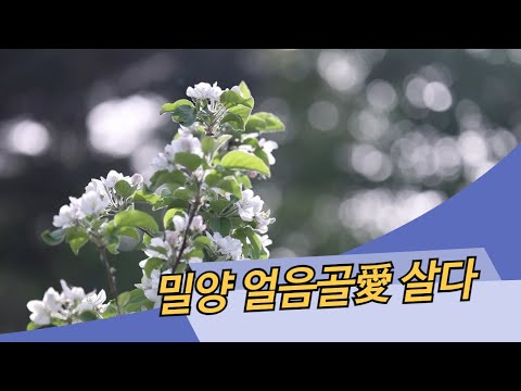 밀양 얼음골愛 살아요: 사과꽃 피는 얼음골 이야기