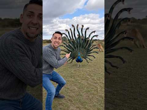 Este PAVO REAL esconde serpientes en la cola 😳