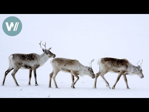 Highway in die Eiszeit - Zum kalten Ende Alaskas | Tiere vor der Kamera (2008) | Folge 44/57