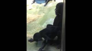 Randy Monkeys Berlin zoo