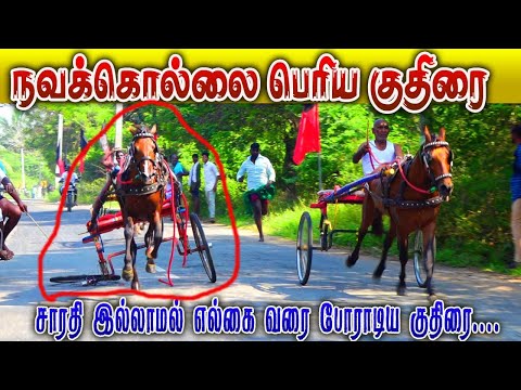 பெரியகுதிரை  - தஞ்சாவூர்(மா) நவக்கொல்லை 12.02.2023