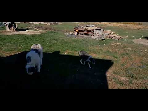 O stână din comuna Ipatele județul Iași