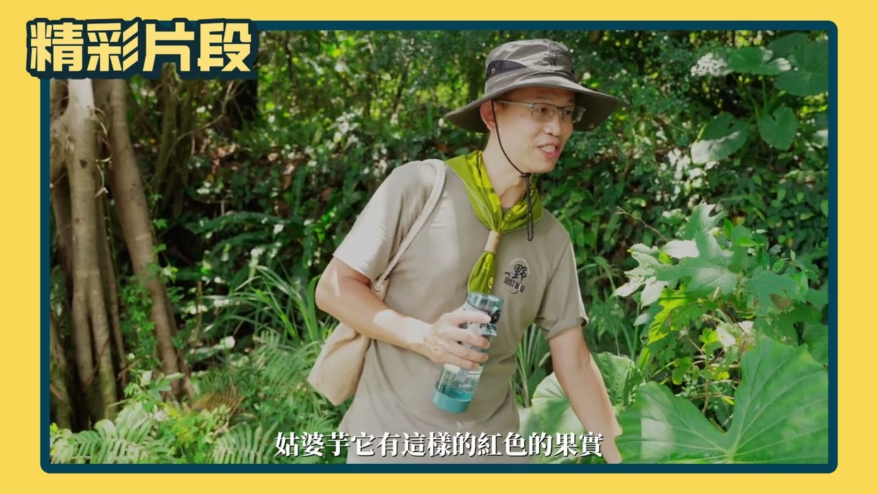 《Chill桃不一樣》解鎖綠色寶藏！山豬湖生態親水園區水岸新亮點