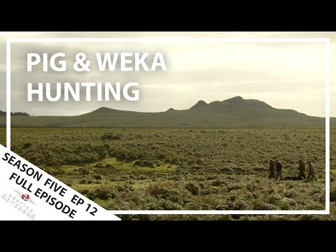 Hunting Aotearoa Series 5 EP12 Pig & Weka hunt, Chatham Islands