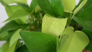 How to Propagate Neon Pothos in Water   Epipremnum Aureum