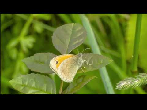 Opwekking 871 Laat de volken zingen