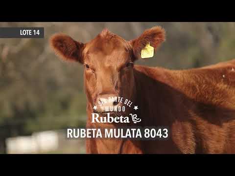 RUBETA MULATA 8043  - LOTE 14