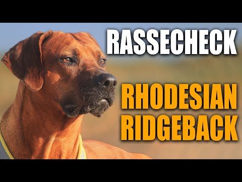 Rhodesian Ridgeback Rassecheck - Rasseportrait, Rassebeschreibung