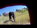Chimpanzees Vs A GoPro Camera