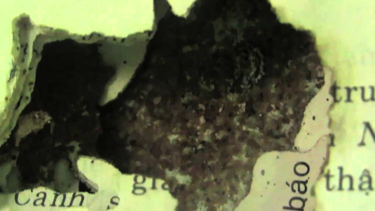 strangehearts.2014_NhaThuyen