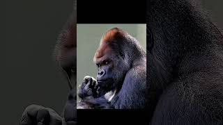 Vibe Rider ? ?? - Can You Copy That_ ?