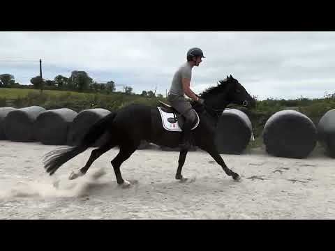 4 YO Gelding By Sligo Candy Boy-Cavan Sales- Lot92 - Image 2